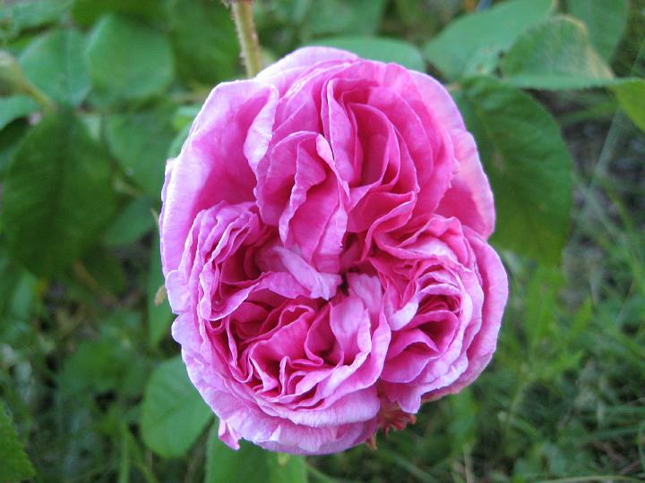 Rose de la Maitre d Ecole 1.jpg - Rose de la Maître École' (Coquereau 1831, introducerad av Miellez 1840). U nder många år har rosens namn förvanskats till 'Rose du Maître d'École', som logiskt är en skolmästares rose? Det var plantskolemannen Van Houtte som redan år 1842 gjorde misstaget.  Men rosen, och dess skapare Coquereau, härstammade från en liten by vid namn "La Maître École": därav det riktiga namnet.

En kompakt och utsökt ros med kraftigt växtsätt, upprätt och rikligt blommande. Tillhör gallicarosorna.  Mycket stora, tätt fyllda, fyrdelade blommor med dekorativt, mörkgrönt bladverk. I början lilarosa, senare purpurrosa med lavendelblå skiftning. Stark körveldoft med inslag av muskot.  Storlek: 1.5x1.2m. Zon VI.